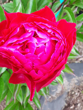 Load image into Gallery viewer, Rose 4 - new title