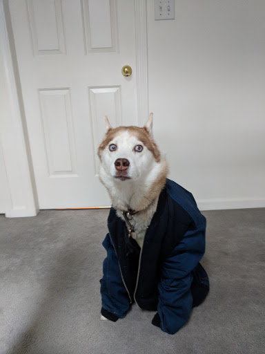 Dog Coat for Husky and not only