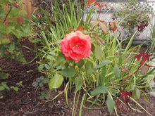 Load image into Gallery viewer, Rose 4 - new title
