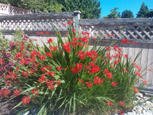 Load image into Gallery viewer, Crocosmia test12111